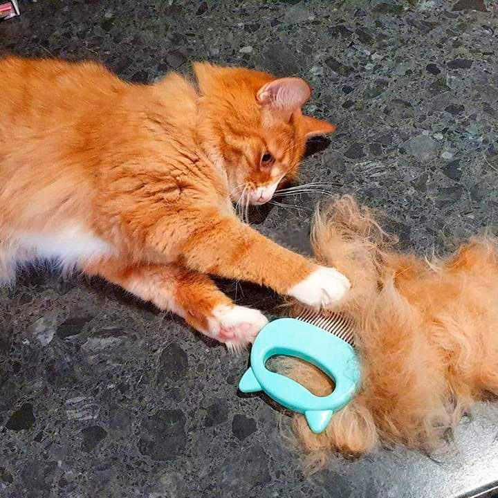Escova 2 em 1 Para Gatos - Remove Pelos e Massagea